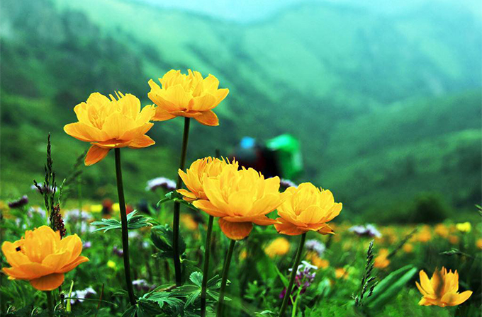 花卉种植，可通过温湿度、修剪等调控花期